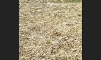 Imagem: Excelente Terreno à venda jardim Bertioga