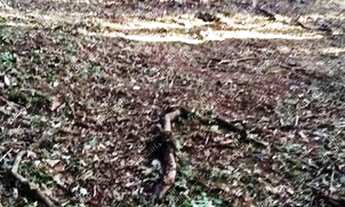 Imagem 2: Excelente chácara Sem Benfeitorias