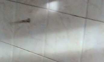 Imagem: Aluga-se casa na Cidade Operária