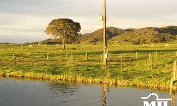 Imagem 4: Fazenda 203 alqueires ( 987 hectares ) Formoso-GO