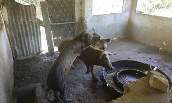Imagem 7: Fazenda Planaltina DF