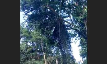 Imagem 3: Vendo lote no jardim Laranjeiras