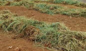 Imagem 2: Terreno de Esquina em ICEM (Parque das Laranjeiras