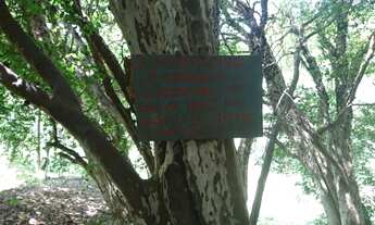 Imagem 5: Fazendinha 6 ha, casa, fogão a lenha, arvores frutíferas, poço de peixes. Jaboticatubas