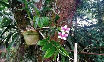 Imagem 4: Refúgio Tranquilo em Jaguariúna - Chácara Aluguel