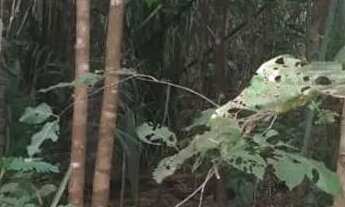 Imagem 6: Vendo sítio 50 hectares