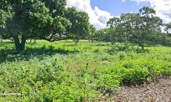 Imagem 3: Excelente área de terra de 9. 5t Distrito TiquaruçúR$ 380.000t