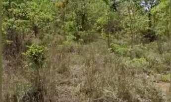 Imagem 3: FAZENDA - 1.500 HECTARES