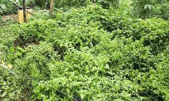 Imagem 5: Vendo ou troco uma chácara completa