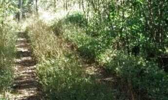 Imagem 3: Área de Terra Frente Asfalto Água Amarela