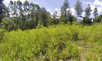 Imagem 2: VENDO CHÁCARA EM GLORINHA