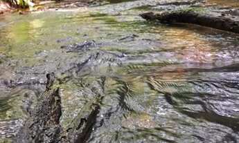 Imagem: Vendo chácara 2 hectares com riacho