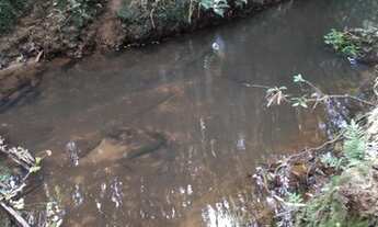 Imagem 3: Vendo chácara 2 hectares com riacho
