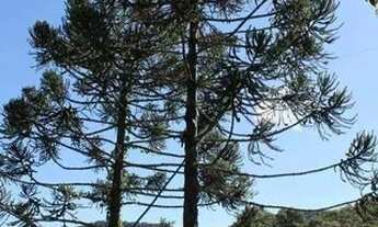 Imagem 2: Casa mista na serra de Alfredo Wagner