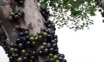 Imagem 3: Casa com 3 dormitórios à venda, 60 m² por R$ 170.000,00 - Olegário Pinto - Caldas Novas/GO