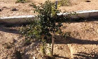 Imagem 7: Chácara PETROLINA DE GOIÁS