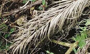 Imagem 5: Chacara belas Áreas Roseira Colombo/ Campina Grande do Sul