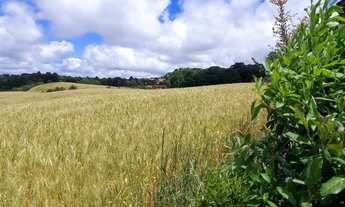 Imagem 4: Balsa Nova, 89 há, ou 36,77 alqueires, Plantando 23 alqueires, Próximo Estrada Balsa Nova
