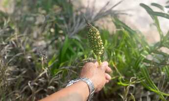Imagem 2: Procuro na região de Praia Grande fundão