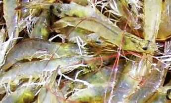 Imagem: Fazenda de CAMARÃO - 26 tarefas - INDIAROBA