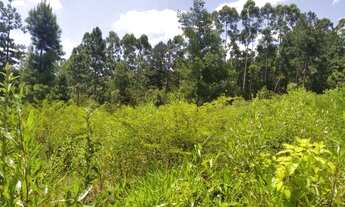 Imagem 4: VENDO CHÁCARA EM GLORINHA