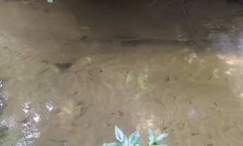 Imagem: Terreno em mata com riacho 39900 agende