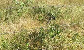 Imagem 3: Terreno para chacará 3600m² Vila de Glória