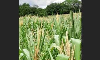 Imagem 3: Vendo 2 equitares de terra em Canguçu