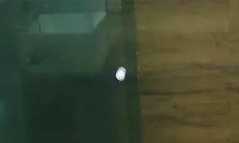 Imagem 3: Excelente apartamento em correas