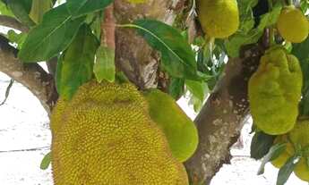 Imagem 6: Ponte Alta Sul, Próximo do Pé de Galinha 20.000m² com córrego R$ 250.000