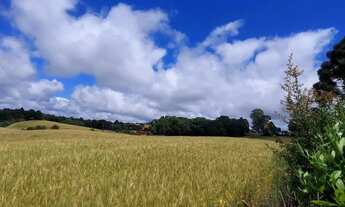 Imagem 7: Balsa Nova, 89 há, ou 36,77 alqueires, Plantando 23 alqueires, Próximo Estrada Balsa Nova