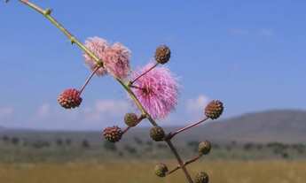 Imagem 6: 40.000 m² CHÁCARAS NA CHAPADA DOS VEADEIROS