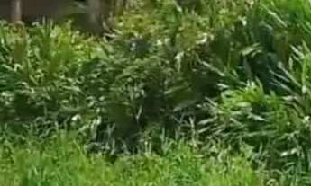 Imagem 4: Vendo ou troco terreno por Carro