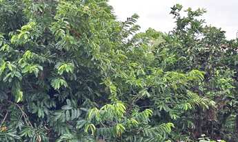 Imagem 7: Chácara Chácara com venda por R$100.000