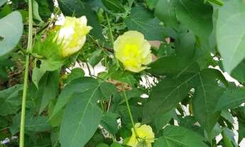 Imagem 3: Vendo linda casa em Barbalha!