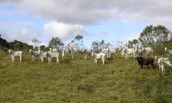 Imagem 7: Fazenda à venda, 1331000 m² por R$ 14.850.000,00 - Piquete - Piquete/SP