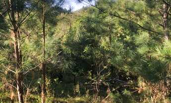 Imagem 5: VENDO CHÁCARA EM GLORINHA