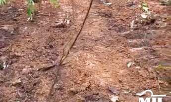 Imagem 5: Fazenda em Goianésia do Pará. > 214 Alq. (1.036 Há