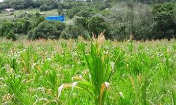 Imagem 6: Vendo 2 equitares de terra em Canguçu