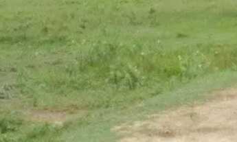 Imagem 6: Fazenda para Venda em Setor Central Santa Rita do Tocantins-TO - 3027