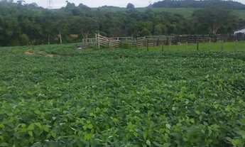 Imagem 4: FAZENDA 40 ALQUEIRES MUNICIPÍO DE EDEIA-GO