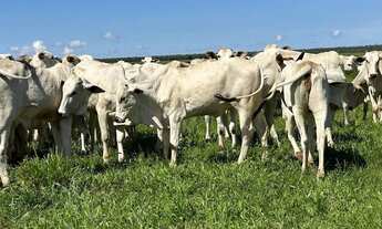 Imagem: Fazenda de Dupla Aptidão 635 hectares à