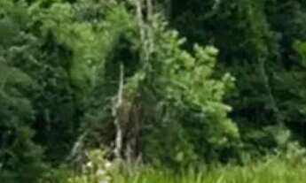 Imagem 3: Lotes para investidor no interior de São Paulo - SP