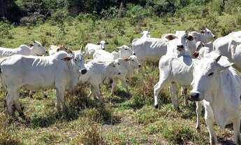 Imagem 3: FAZENDA EM JOÃO PINHEIRO 1.420 HECTARES 14.200.000.00 ( ALI