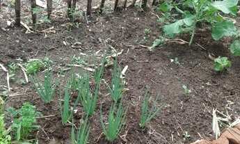 Imagem 6: Ótima Chácara 2.900m2 com muita água, terra de cultura e boa localização em Piracema/MG