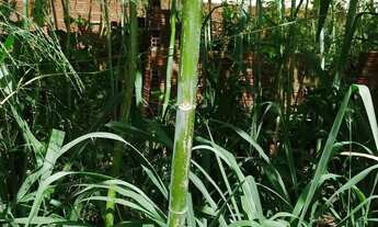 Imagem 7: Terreno em Cajupiranga