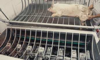 Imagem 5: Abatedouro - Frigorifico de Suínos