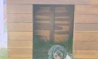 Imagem 4: Aluguel de apartamento Itapuã