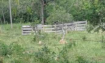 Imagem 5: Chácara 3 alqueires em Vianópolis