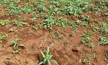Imagem 5: Chácara região metropolitana Goiania bonfinópolis 60 mil